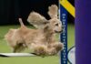 Netflix é para os cães: streaming de The Westminster Dog Show Heads