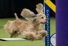 Netflix é para os cães: streaming de The Westminster Dog Show Heads