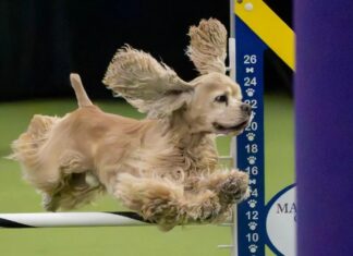Netflix ist für die Hunde: Die Westminster Dog Show leitet Streaming